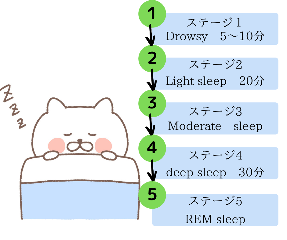 睡眠のサイクル